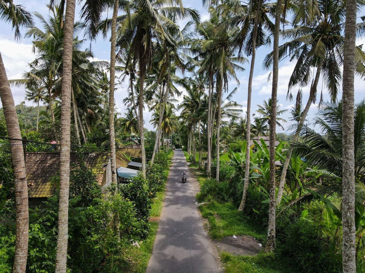 Palm gardens at Ananta Canggu, Padang Linjong
